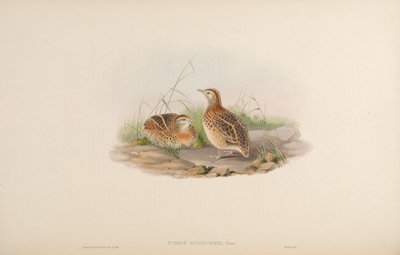 Turnix dussumieri = Turnix sylvaticus dussumier von John Gould